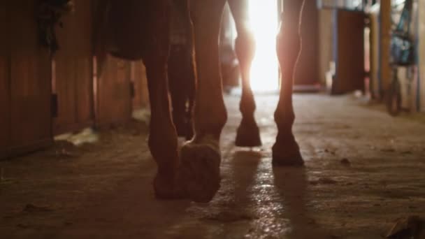 Filmación de patas de caballo caminando a través de establo . — Vídeos de Stock