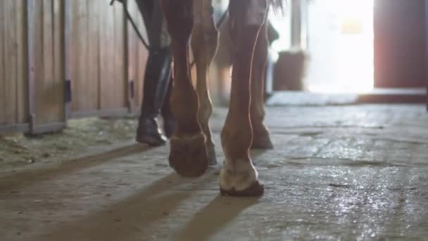 Кадр с ногами лошади, идущей через конюшню . — стоковое видео