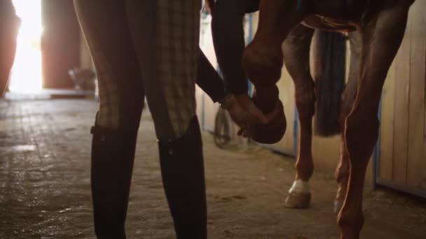 Jovem jóquei menina está limpando ferraduras de um cavalo marrom no estábulo . — Vídeo de Stock