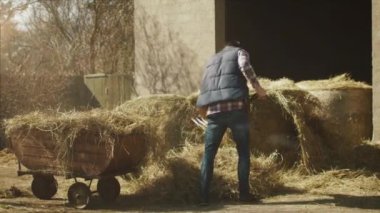 Adamın güneşli bir günde bir dirgen ile saman çiftlik bahçeden temizlemek.