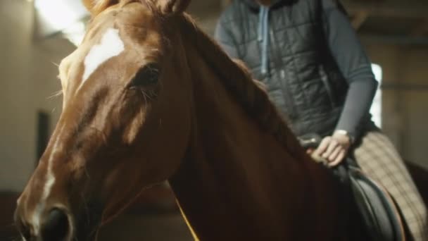 Retrato de un caballo con una jinete al sol . — Vídeos de Stock