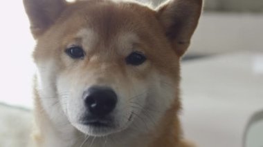 Shiba köpek oturma odasında portresi.