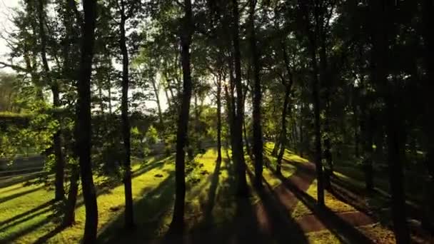 Luchtfoto drone zweefvliegen shot van een zonnige forest park. — Stockvideo