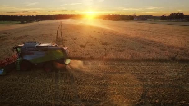 Flygdrönarskott från en skördetröska som arbetar på ett fält vid solnedgången. — Stockvideo