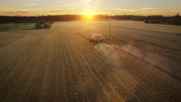 Drone aéreo tiro de uma ceifeira de combinar trabalhando em um campo ao pôr do sol. — Vídeo de Stock