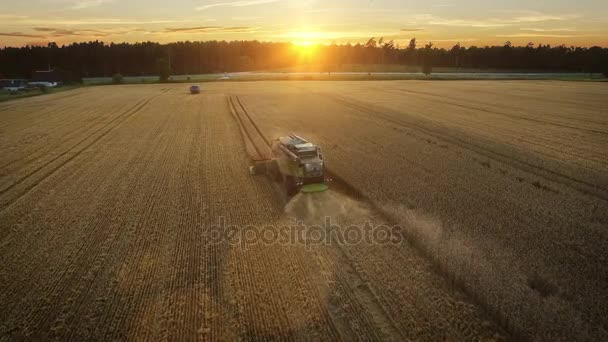 Drone aéreo tiro de uma ceifeira de combinar trabalhando em um campo ao pôr do sol. — Vídeo de Stock