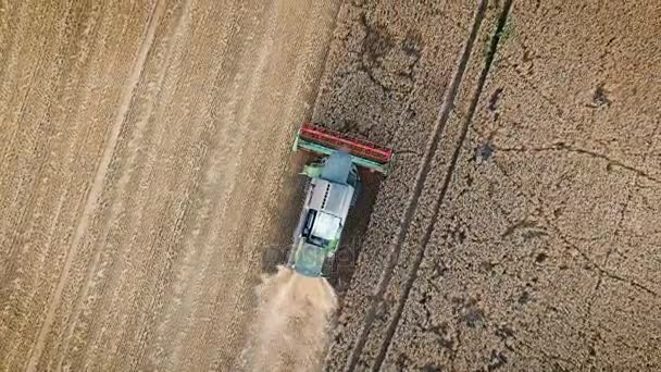 Luchtfoto drone overhead schot van een combine harvester werken in een veld bij zonsondergang. — Stockvideo