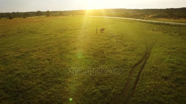 Drone aéreo tiro de cavalos marrons correndo no campo . — Vídeo de Stock