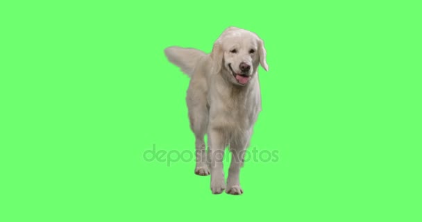 彼は尾し、モックアップのグリーンの上を歩く幸せなラブラドル ・ レトリーバー犬振る画面背景. — ストック動画