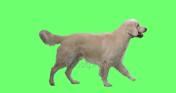 Happy Labrador Retriever Wags หางของเขาและเดินบนพื้นหลังหน้าจอสีเขียวจําลอง . — วีดีโอสต็อก