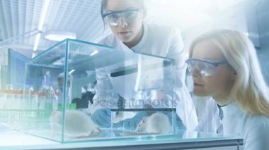 İki kadın tıbbi araştırma bilim adamları laboratuvar fareler bir cam kafes içinde muhafaza inceleyin. Parlak Modern laboratuarda çalışıyorlar.