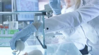 Tıbbi araştırma bilim adamı testleri aşı deneysel uyuşturucu laboratuvarı fare enjekte üzerinde bu şırınga ile. O parlak Modern laboratuarda çalışıyor.