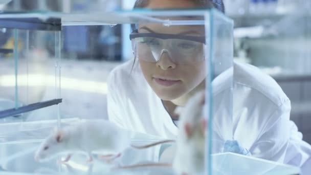 Medicinsk forskning forskare undersöker laboratoriemöss höll i en glas-bur. Hon arbetar i en Ljuslaboratoriet. — Stockvideo