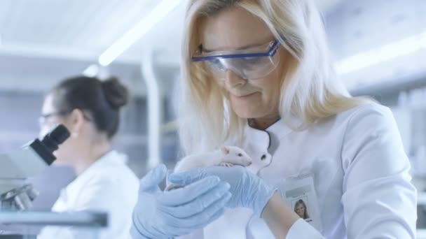 Medical Research Scientist Holds Laboratory Mouse (en inglés). Trabaja en un laboratorio brillante y moderno . — Vídeos de Stock