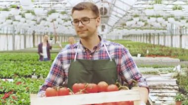 Kutu domates ile endüstriyel, parlak yaktı sera, diğer çiftçiler iş sebze ile dolu ile mutlu çiftçi yürüyor. Büyüyen organik bitkilerin satır.