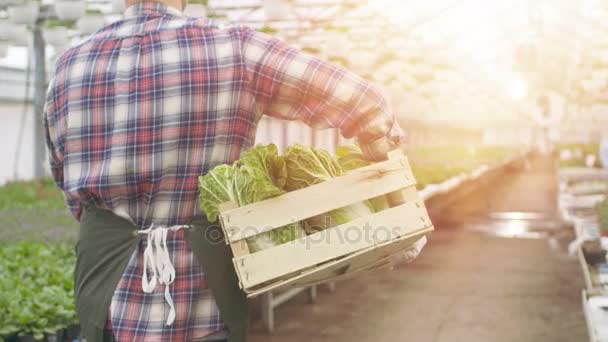 En Big Bright Industrial Greenhouse Farmer camina con caja de verduras a través de filas de plantas en crecimiento . — Vídeos de Stock