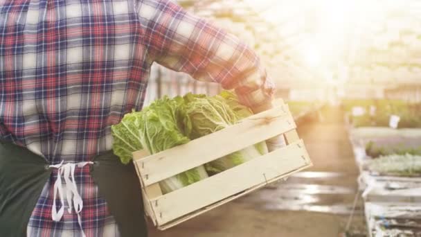Caminatas de agricultores felices con caja llena de verduras a través de invernadero industrial, brillante . — Vídeo de stock