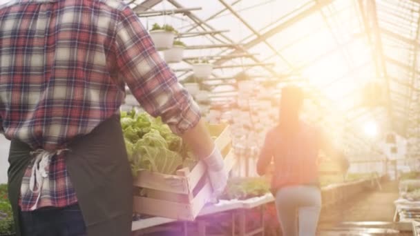 Dans Big Bright Industrial Greenhouse Farmers Marcher avec des boîtes pleines de légumes à travers des rangées de plantes en croissance . — Video