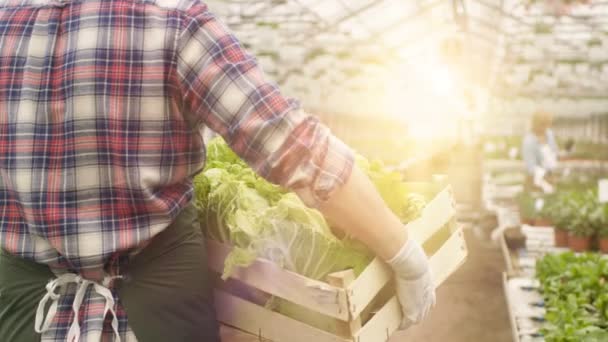 En Big Bright Industrial Greenhouse Farmer camina con caja de verduras a través de filas de plantas en crecimiento. Filas de plantas que crecen . — Vídeo de stock