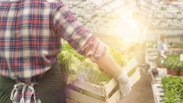 В Big Bright Industrial Greenhouse Farmer гуляет с коробкой овощей через ряды растущих растений. Выращивание корнеплодов . — стоковое видео