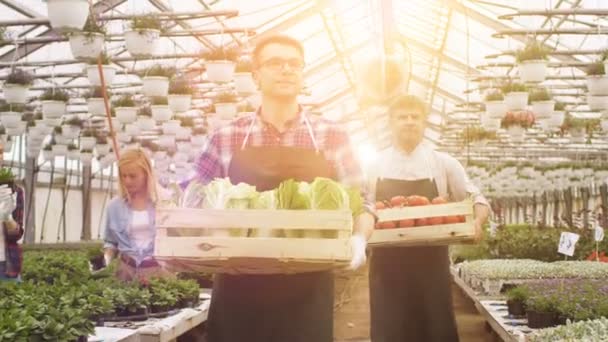 Zwei industrielle Gewächshausarbeiter schleppen Kisten voller Gemüse, während Bauern mit Reihen von Pflanzen arbeiten. Die Menschen lächeln und sind glücklich mit Bio-Lebensmitteln, die sie anbauen. — Stockvideo