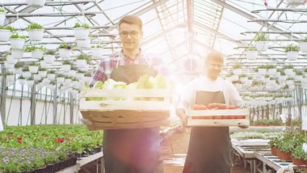 Zwei industrielle Gewächshausarbeiter tragen Kisten voller Gemüse. Die Menschen lächeln und sind glücklich mit Bio-Lebensmitteln, die sie anbauen. — Stockvideo