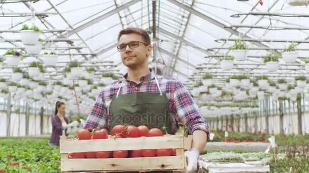 Ein glücklicher Bauer geht mit einer Kiste voller Tomaten durch das industrielle, hell erleuchtete Gewächshaus. Reihen von Biopflanzen wachsen. — Stockvideo