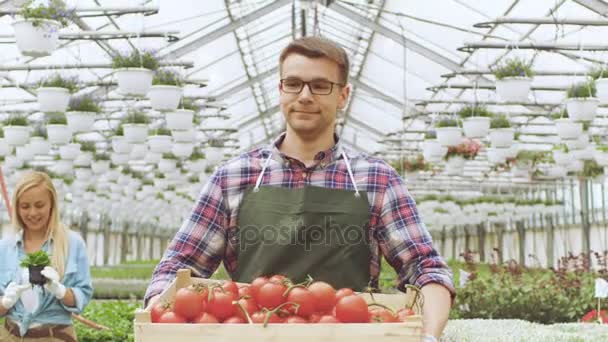 Happy Farmer Walks with Box full of Tomatoes Through Industrial, Brightly Lit Greenhouse, otros agricultores trabajan con verduras. Hay filas de plantas orgánicas creciendo . — Vídeo de stock