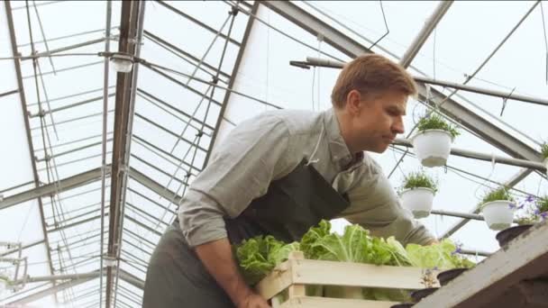 Les agriculteurs travaillent en équipe et se transmettent mutuellement une boîte de légumes. Ils travaillent dans la grande serre industrielle . — Video