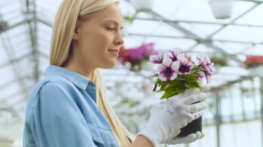 Güzel Bayan Gardner Tencerede Çiçek Kokuyor. Sunny Endüstri Serasında Çiçeklerle Mutlulukla Çalışıyor.