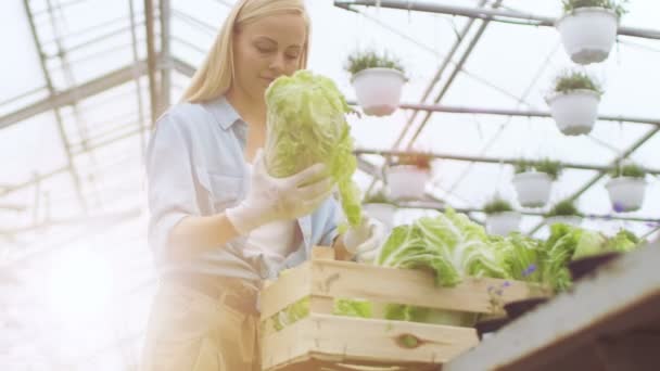 Travailler dur fermier femelle emballe la boîte avec des légumes. Elle travaille heureusement dans Sunny Industrial Greenhouse. Diverses plantes poussant autour d'elle . — Video