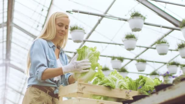 Fleißige Bäuerin packt Kartons mit Öko-Gemüse. Sie arbeitet fröhlich im sonnigen industriellen Gewächshaus. verschiedene Pflanzen, die um sie herum wachsen. — Stockvideo