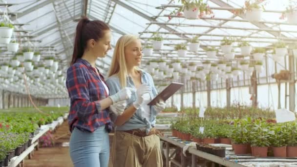 Ingénieur agricole tient Tablet Computer marche à travers la serre industrielle avec agriculteur professionnel. Ils examinent l'état des plantes et analysent leur potentiel de croissance. Glasshouse est grand et lumineux plein de pots de fleurs . — Video