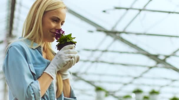 Krásná žena Gardner voní květiny v květináči. Ona šťastně pracuje s květinami ve slunečném průmyslovém skleníku. — Stock video