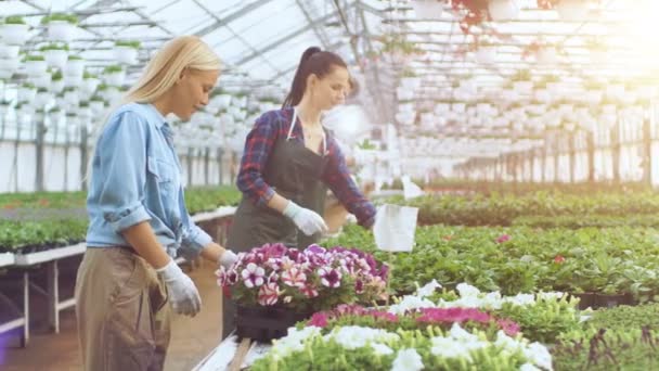Zufriedene Bauern und Gärtner arbeiten und begutachten Blumentöpfe im sonnigen Industriegewächshaus. — Stockvideo