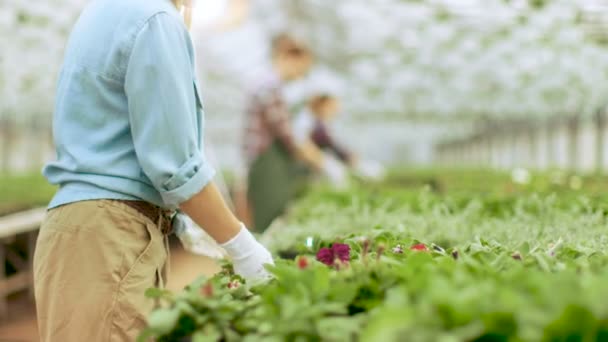 女性庭師は、日当たりの良い産業温室のきちんとした行に植木鉢を整理します。. — ストック動画