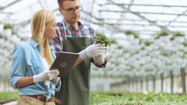 En Invernadero Industrial Floristas masculinos y femeninos examinan / inspeccionan macetas y analizan el potencial de crecimiento con Tablet Computer . — Vídeo de stock