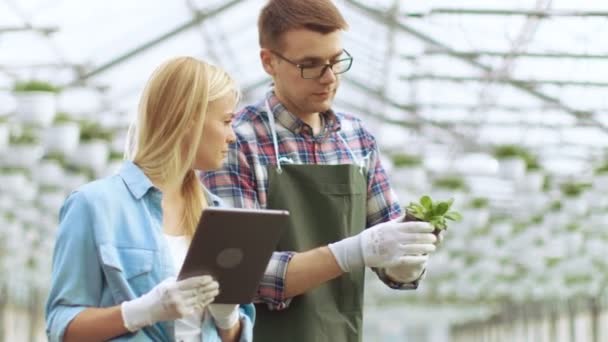 Na estufa industrial floristas masculinos e femininos examinam / inspecionam vasos e analisam o potencial de crescimento de plantas com computador tablet . — Vídeo de Stock