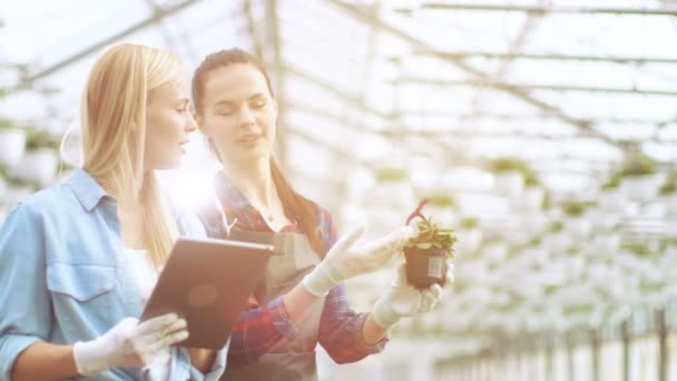 В промышленной теплице две женщины-флористки изучают цветочные горшки и анализируют потенциал роста растений с помощью планшетного компьютера . — стоковое видео