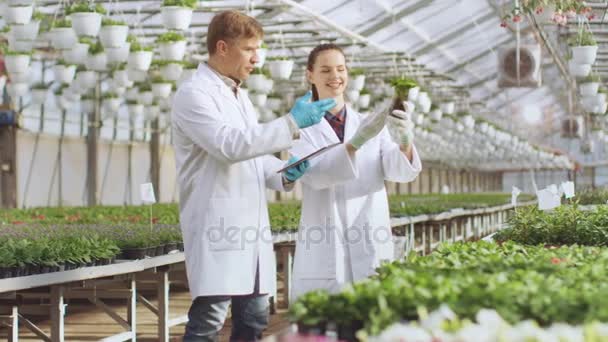 Na estufa industrial dois coordenadores agrícolas controlam a flor que cresce o potencial com o uso do poder analítico do computador da tabuleta . — Vídeo de Stock