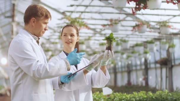 V průmyslové skleníku dvou zemědělských inženýrů testovací rostliny zdraví a analyzovat Data s tabletovým počítačem. — Stock video