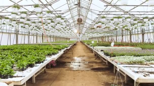 Na Sunny Industrial Greenhouse Camera move-se através das fileiras de flores e plantas bonitas, raras e comercialmente viáveis. Tema de produção em grande escala . — Vídeo de Stock