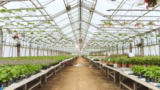 In the Sunny Industrial Greenhouse Camera Moves Through the Rows of Beautiful, Rare and Commercially Viable Flowers and Plants Growing. Big Scale Production Theme. — Stock Video