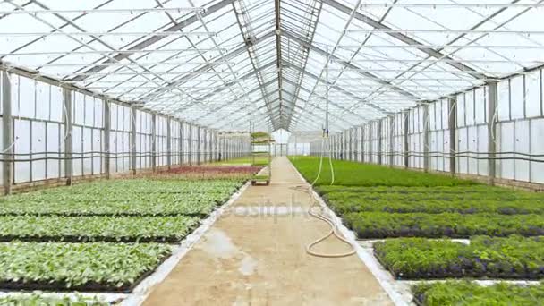 In the Sunny Industrial Greenhouse Camera Moves Through the Rows of Colorful, Beautiful, Rare and Commercially Viable Flowers and Plants Growing. Big Scale Production Theme. — Stock Video