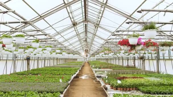 V slunném skleníku průmyslové kamery se pohybuje po řádcích barevné, krásné, vzácné a obchodně životaschopné květiny a rostliny rostoucí. Velkém měřítku produkci téma. — Stock video