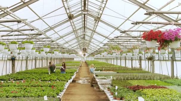Verhoogde weergave van Team van gelukkig tuinders druk bezig werken met kleurrijke bloemen, de vegetatie en de planten in een zonnige industriële broeikasgassen. — Stockvideo