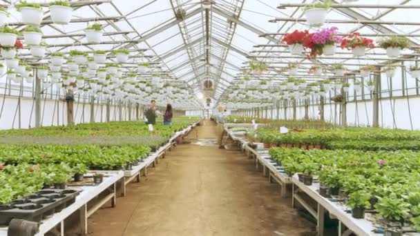 Team di giardinieri felici impegnati a lavorare con fiori colorati, vegetazione e piante in una serra industriale soleggiata . — Video Stock