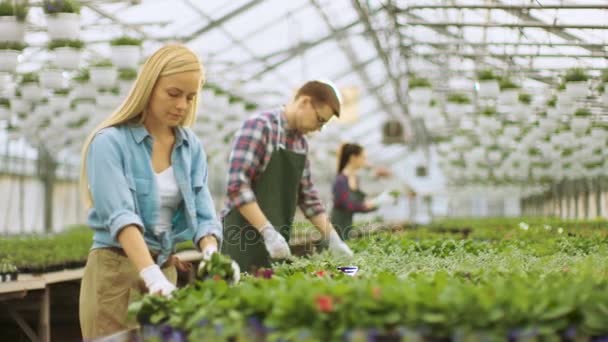 Ομάδα χαρούμενων κηπουρών που εργάζονται δραστήρια, τακτοποίηση, διαλογή πολύχρωμα λουλούδια, βλάστηση και φυτά σε ένα ηλιόλουστο βιομηχανικό θερμοκήπιο. — Αρχείο Βίντεο