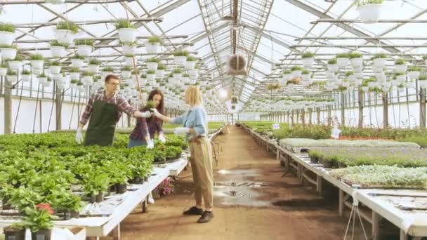 Equipo de Jardineros Felices Trabajando Ocupadamente con Flores Coloridas, Vegetación y Plantas en un Soleado Invernadero Industrial . — Vídeos de Stock