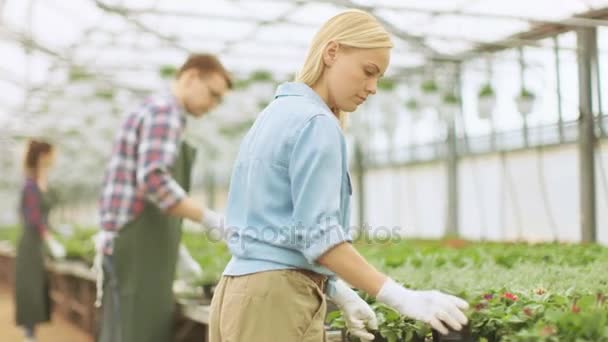 Equipo de jardineros felices ocupados trabajando, organizando, clasificando flores coloridas, vegetación y plantas en un invernadero industrial soleado. — Vídeo de stock